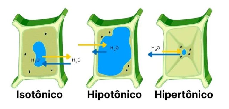 Osmose O Que é E Quais As Características Vai Química 8616